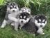 Wunderschne Siberian Husky Welpen