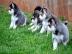 Reinrassige Siberian Husky Welpen