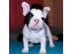 Franzsisch Bulldog Welpen