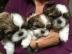 Shih Tzu Welpen