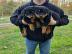 Se Rottweiler Welpen ADRK