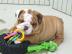 English Bulldog Welpen mit Papiere