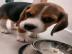 Mnnliche und weibliche Beagle welpen Wh