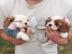 Cavalier King Charles Spaniel Welpen