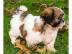 Liebevolles Shih Tzu Welpen mit Papieren