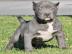 Pitbull Welpe APBT 12 Wochen alt, wei