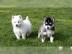 5 Pomsky Welpen