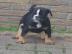 Old Englische Bulldogge welpe