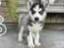 Siberian Husky-Welpen