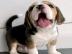 Mnnliche und weibliche Beagle welpen Wh