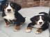 Wunderschne Berner sennenhund welpen wh