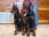 Reinrassige Dobermannwelpen mit VDH-Pap!