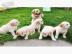 Golden Retriever Welpen whatsapp Nummer