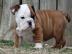 english bulldog puppy