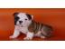 Englische Bulldogge Welpen mit papieren