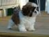 Shih Tzu welpen