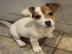 Wunderschne Jack Russell Welpen zu habe