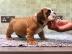 Englische Bulldogge Welpen mit papieren