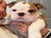 Englische Bulldoggenwelpen zur Adoption,