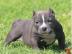 Reinrassiger American Pitbull (13 Wochen