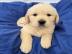 Golden Retriever Welpen mnnlich und wei