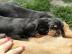 Dachshund Welpen verf?gbar WhatsApp