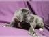 Kr?ftige Cane Corso Welpe mit Papiere