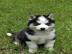 Siberian Husky puppies