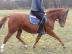 Polnische Warmblutstute Luna! 850 EUR