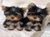 Yorkshire Terrier Welpen