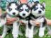 Siberian Husky welpen  Blaue Augen