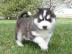 Siberian Husky-Welpen