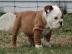 english bulldog puppy