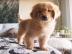 Liebevolle Golden Retriever Welpen fr R