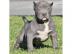 Erhltlich American Blue-Line Pit Bull T