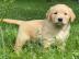 Golden Retriever-Welpen in Top-Qualit?t