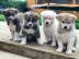 Liebevolles Akita Inu welpen 4 Jungs und