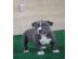 Neujahr American Blue-Line Pit Bull Terr