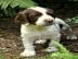 Sch?ne englische Springer Spaniel Welpen