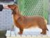 Dachshund Welpen verf?gbar WhatsApp