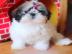 Bezaubernde Shih Tzu Welpen   WhatsApp-(