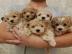 Maltipoo-Welpen