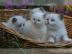 Ragdollkitten suchen ein sch?nes zu Haus