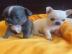 Se Chihuahua-Welpen zur Adoption! What