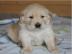 Golden Retriever Welpen fr neues Zuhaus