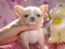 Super s??e MINI chihuahua welpen mit Pap