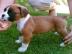 Boxer Welpe