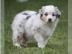 Australian Shepherd Welpen mit Papiere,