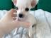 Super s??e MINI chihuahua welpen mit Pap