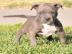 American Staffordshire Pitbull Terrier